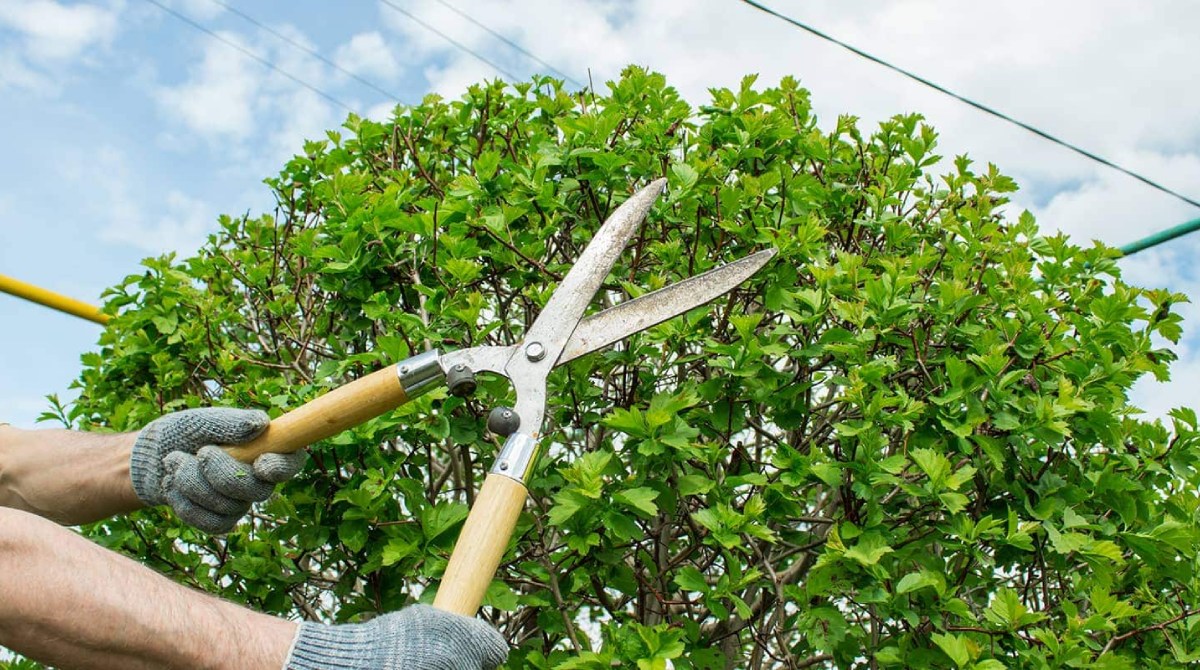 tree pruning service