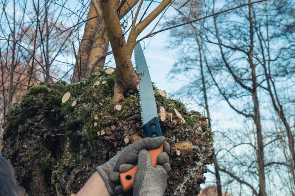 tree pruning service