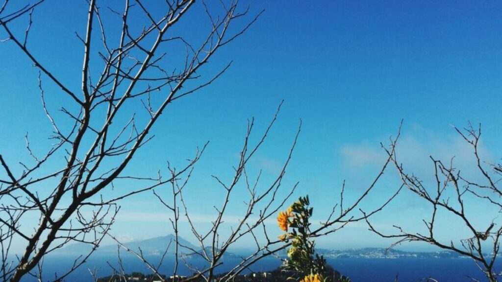 tree pruning service