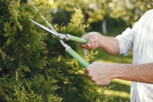 tree pruning