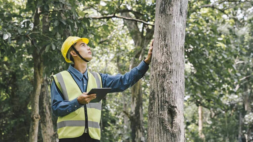 tree care