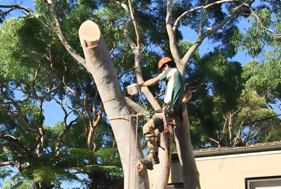 Arborist Services