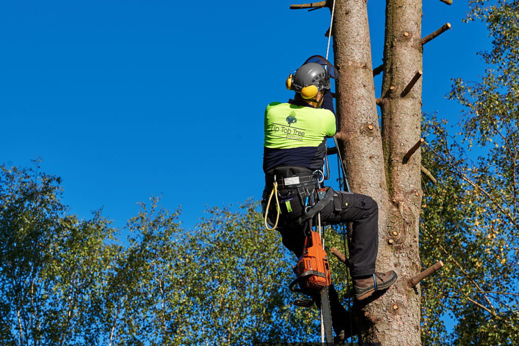 Arborist Services
